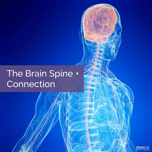 brain spine connection